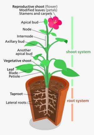 Plant Structures #3268306