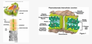 Plasmodesmata Location #3268329