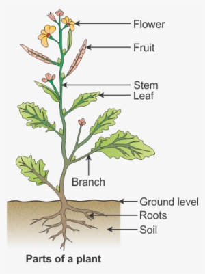 Draw A Diagram To Show The Parts Of A Plant And Label - Draw A Plant ...