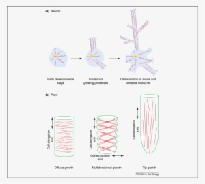Microtubule Reorganization And Redistribution In Neurons - Microtubule #3268370 Microtubule Reorganization And Redistribution In Neurons - Microtubule #3268370