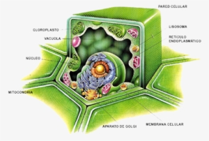 Plant-cell - Estructura Y Funcion De Los Carbohidratos #3268402