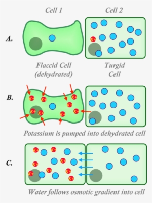 Dehydrated Cell - Free Transparent PNG Download - PNGkey