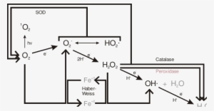 Possible Chemical Reactions Involving Ros In The Plant - Diagram #3268547