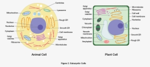 Plant Cell Vesicle - Клетка Растений И Животніх #3268586