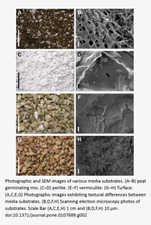 In Experiments Requiring The Study Of Larger Plants, - Photograph #3268617
