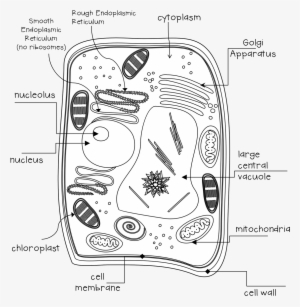 They Will Receive A Sheet With The Lines And The Terms - Plant Cell #3268674