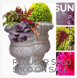 Amando Stone Sun Cup Planter - Cup #3271103