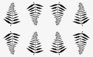 Fern #3274858