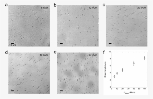 Observation Of Magnetic Chains In An Optical Microscope - Architecture #3275271