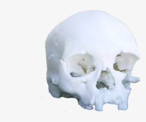 File - 3dskull - National Museum #3276844