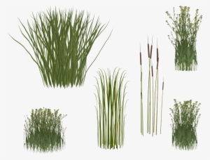 Grass, Reed, Png, Isolated, Green, Grasses - Caña Png Planta #3278176