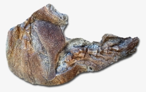 2 2 - Alligator #3279691