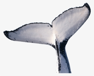 Whale Transparent Images - Humpback Whale Tail Png #3280577