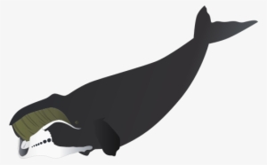 Bowhead Whale Drawing - Bowhead Whale #3280894