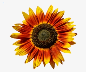 Common Sunflower #3280998