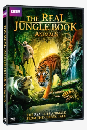 The Real Jungle Book Animals - Real Jungle Book Animals #3281879