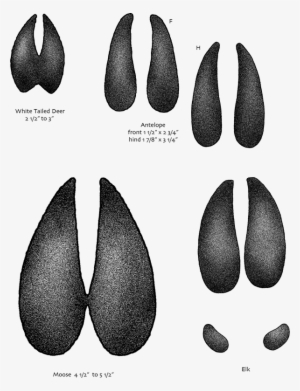 Tracks - Animal Tracks Montana #3282448