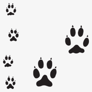 Dog Paw Tracks #3282946