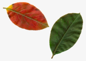 Framed Art For Your Wall Nature Trees Leaves Autumn - Feuilles D Automne Png #3283221