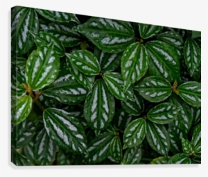 Full Frame Of Leaves Canvas Print - Houseplant #3283280