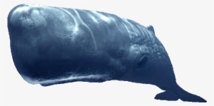 En, Fish, Ocean, Sea, Whale - Sperm Whale Transparent #3285647