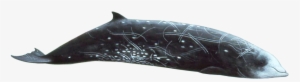 Sperm Whales Beaked Whales - Cuvier's Beaked Whale #3285651
