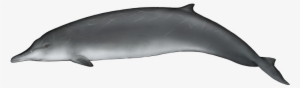 It Was The First Of The Beaked Whales To Be Discovered - Qual É A Cor Da Baleia #3285799