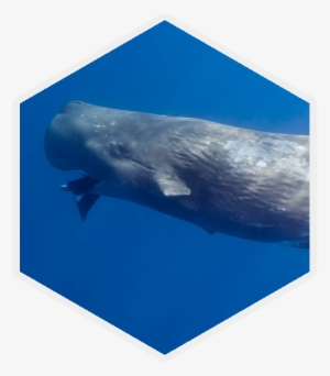 Sperm Whale - Cephalopod #3285817
