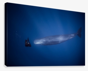 Encounter With Sperm Whales - Blue Whale #3285869 Encounter With Sperm Whales - Blue Whale #3285869