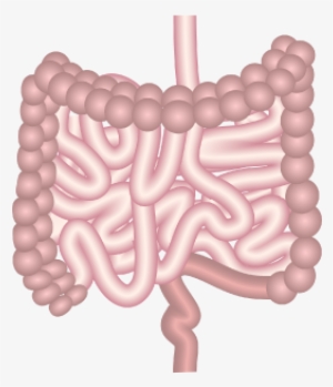201405 Intestines - Intestinal Dysmotility #3285962