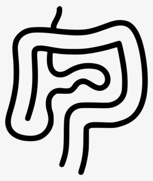 Intestines Digestion Gastroenterology Internal Organs - Organ #3286062