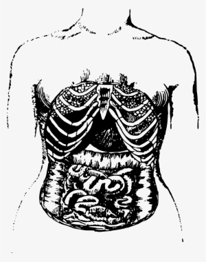 Big Image - Intestines Drawing #3286089