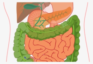 Human Digestive System #3286345