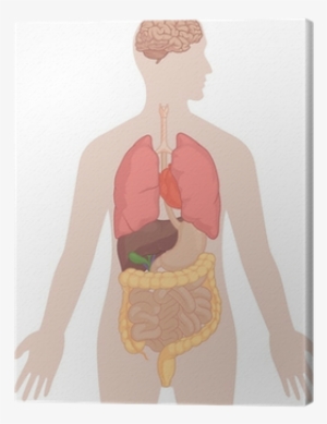 Human Body Anatomy - Body Diagram With Heart And Lungs #3286478