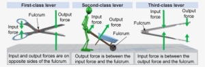 Three Different Classes Of Levers - Physics #3286797