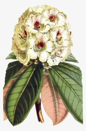 Delicate And Beautiful Gorgeous Vintage Painted Flowers - Botanical Illustration #3288910