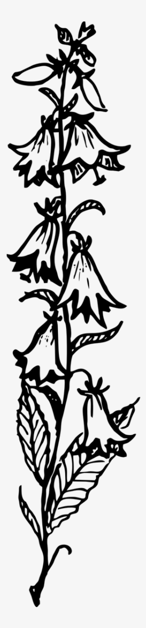 Flower Bluebell Bell - Stock.xchng #3289024