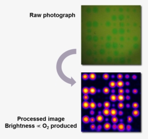The Harpoon Project Was Established By Professor Shannon - Experiment #3292389