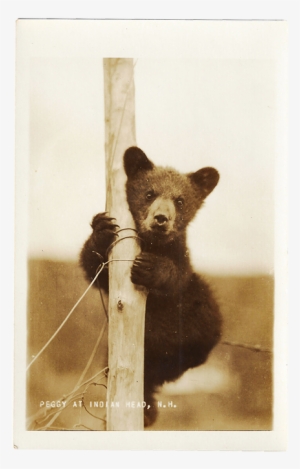 Peggy At Indian Head, N - Grizzly Bear #3292464