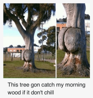 Chill, Tree, And Trees - Junk Meme #3293593