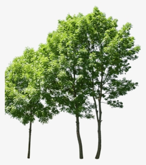 Bethesda Apartments - Row Of Trees Transparent #3294366