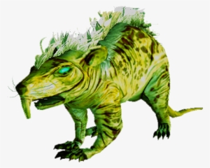 Giant Sewer Rat - Iran #3296851