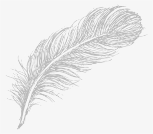 Feathers for sale  Feather drawing Original ink drawing Feather art