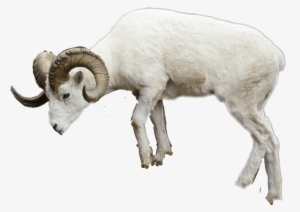 Report Abuse - Sheep #330220