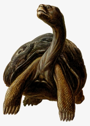 Small - Long Neck Turtle Cartoon #330311