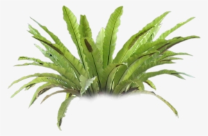 Fern - Tree Fern Png #330716