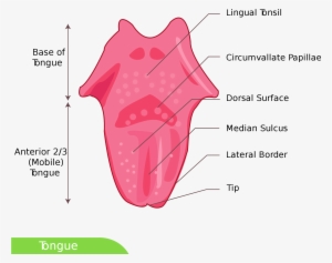 Open - Dorsal Surface Of Tongue #330780
