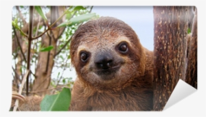 Cute Sloth Face #331055