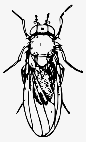 This Free Icons Png Design Of Pomace Fly #331211