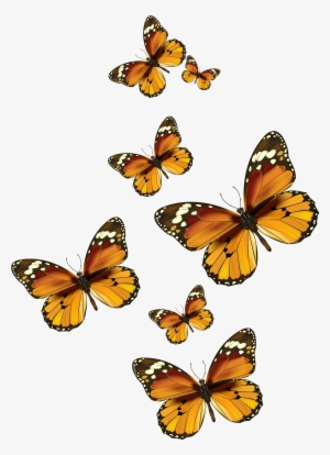 Butterflies Vector Png Clipart Pictureu200b Gallery - Transparent Background Monarch Butterfly Clipart #331556